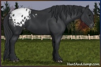 Horse Color:Black Appaloosa 