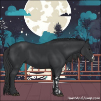 Horse Color:Black  and Black 