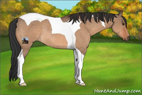 Horse Color:Brown Dun Tobiano Rabicano