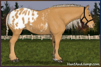 Horse Color:Palomino Appaloosa 