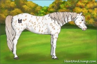 Horse Color:Palomino Near Leopard 