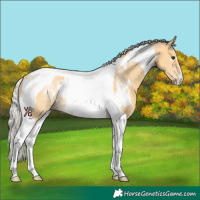 Horse Color:White Spotted Silver Buckskin Tobiano Rabicano 