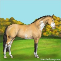 Horse Color:Buckskin Sabino Rabicano 