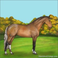 Horse Color:Silver Buckskin Sabino 
