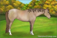 Horse Color:Black Pearl Sabino