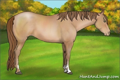 Horse Color:Bay Pearl Sabino 