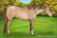 Horse Color:Bay Pearl Sabino