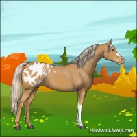 Horse Color:Palomino Appaloosa 