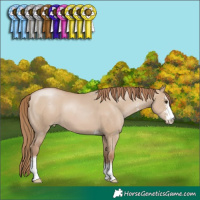 Horse Color:Grullo Pearl Sabino