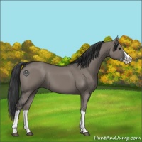 Horse Color:Grullo Sabino Splash  and Grullo Sabino Splash 