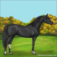 Horse Color:Black  and Black 