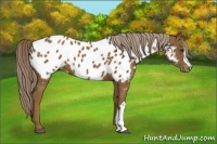 Horse Color:Chocolate Palomino Appaloosa 