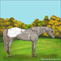 Horse Color:Chocolate Palomino Appaloosa 