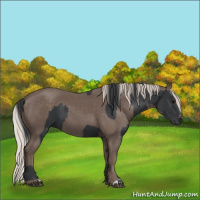 Horse Color:Black and Silver Black
