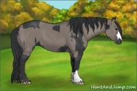 Horse Color:Black  and Grullo 