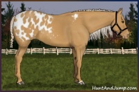 Horse Color:Palomino Appaloosa 