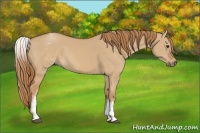 Horse Color:White Spotted Red Dun 