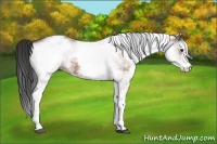 Horse Color:White Spotted Bay 