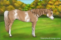 Horse Color:White Spotted Chestnut