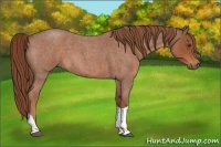 Horse Color:Red Roan Tobiano 