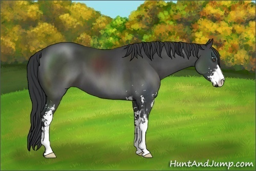 Horse Color:Black Sabino Frame
