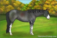 Horse Color:Black Sabino Frame 