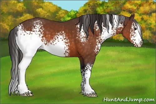 Horse Color:White Spotted Buckskin
