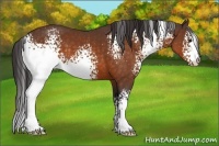 Horse Color:White Spotted Buckskin