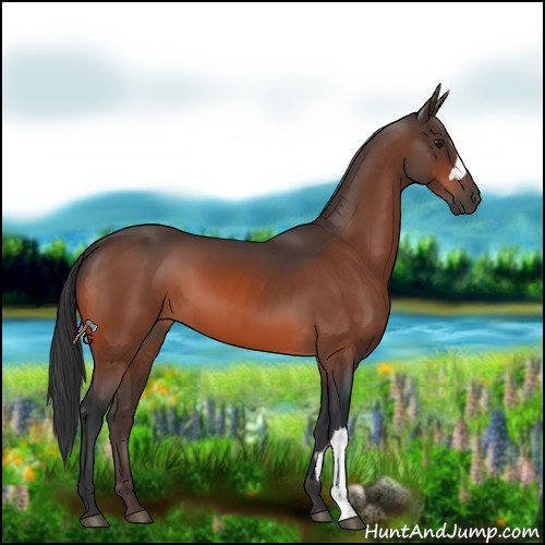 Horse Color:Bay 