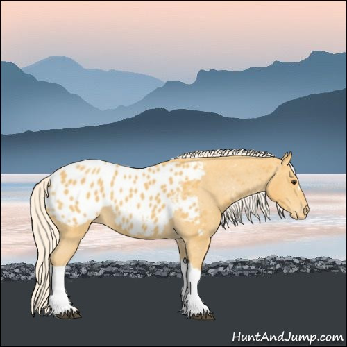 Horse Color:Palomino Near Leopard 