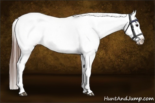 Horse Color:Bay Sabino Appaloosa