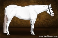 Horse Color:Bay Sabino Blanket