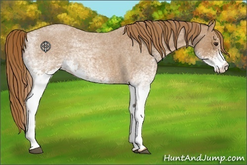 Horse Color:White Spotted Red Roan 