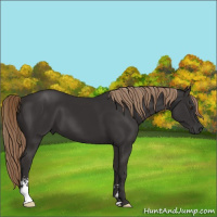 Horse Color:Liver Chestnut Sabino 