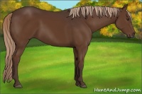 Horse Color:Liver Chestnut 