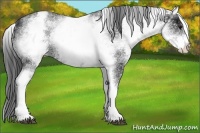 Horse Color:White Spotted Black Ice Sabino 
