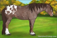Horse Color:Liver Chestnut Sabino Blanket 