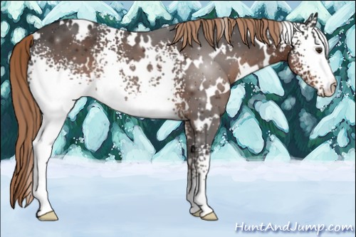 Horse Color:White Spotted Liver Chestnut 