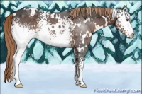 Horse Color:White Spotted Liver Chestnut 