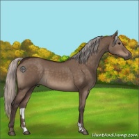 Horse Color:Silver Brown Dun