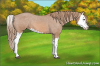 Horse Color:Red Roan Splash Appaloosa 