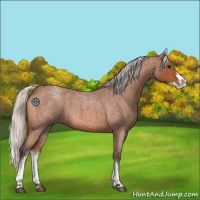 Horse Color:White Spotted Silver Bay Roan Splash 