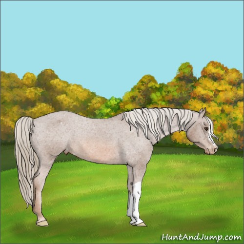 Horse Color:Chestnut Appaloosa 