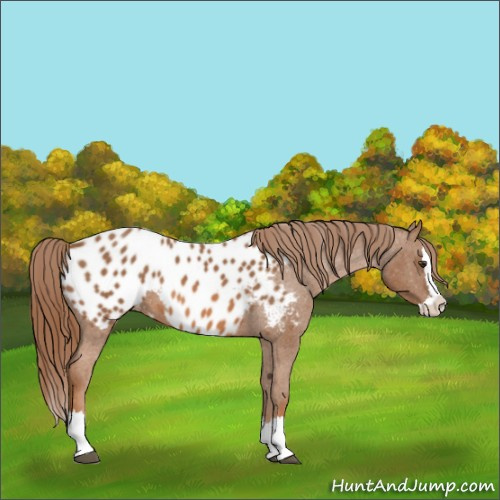 Horse Color:Red Roan Splash Appaloosa 