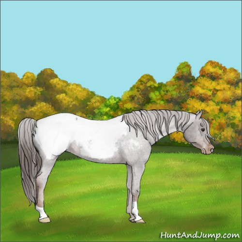Horse Color:Liver Red Roan Appaloosa 