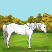 Horse Color:Bay Roan Splash Appaloosa 
