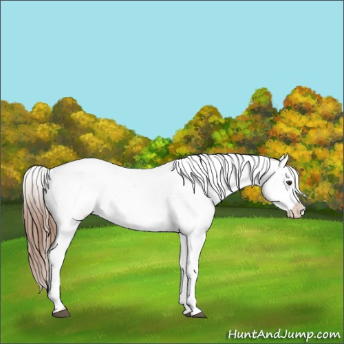 Horse Color:Red Roan Snowcap 