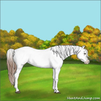 Horse Color:Red Roan Snowcap 