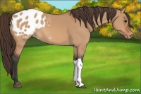 Horse Color:Bay Dun Appaloosa 