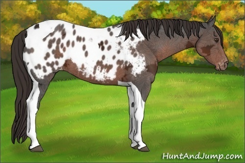 Horse Color:Liver Chestnut Ice Tobiano Appaloosa 